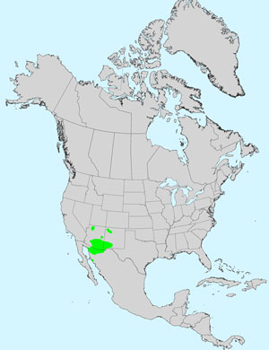 North America species range map for Burroweed, Isocoma tenuisecta: Click imagge for full size map.